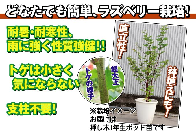 ウルトララズベリー 苗　大株 Amazon.co.jp: 果樹苗 大株ラズベリー ウルトララズベリー超大王 1株